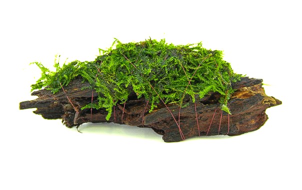 Growing moss on wood?