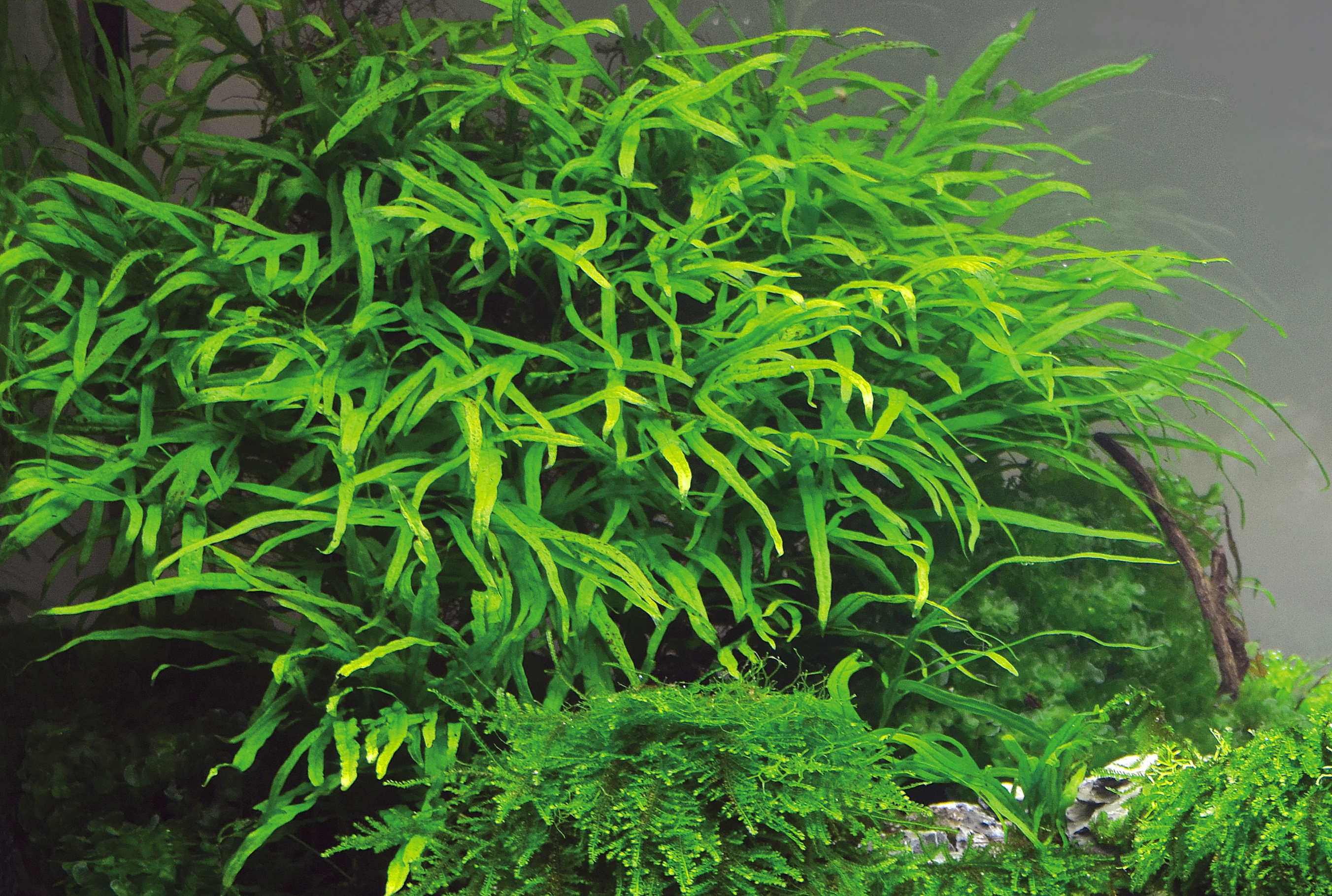 Microsorium Trident