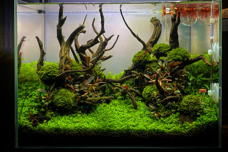 20-liter Nano Jungle-Style aquascape - Dennerle Plants