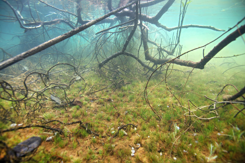 Eriocaulon Bedeckt Den Bodengrund Im Uferbereich Matano See Web
