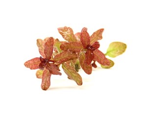 Ludwigia Senegalensis