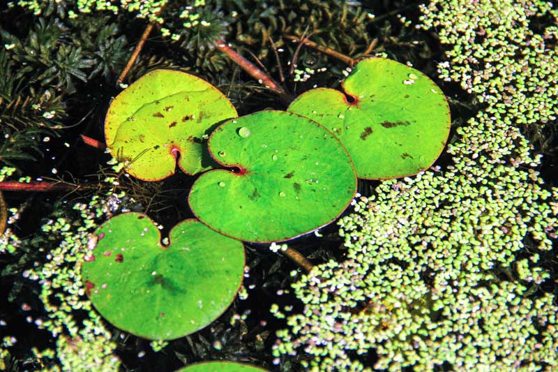 Schwimmpflanzenbild Limnobium Spongia Florida Web
