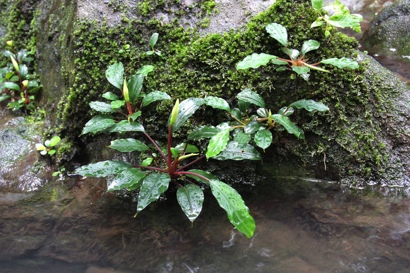 Bucephalandra Bogneri Mit Moos Web