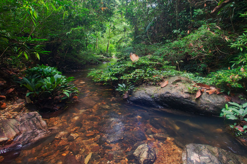 Rheophyten Habitat B Web