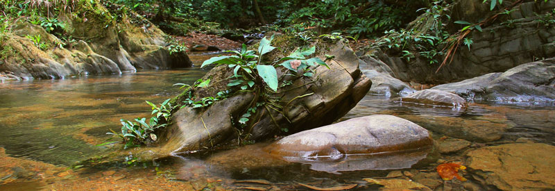 Rheophyten Habitat Sarawak Web
