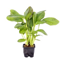 Bild 3 Pflanzen Im XL Topf Web