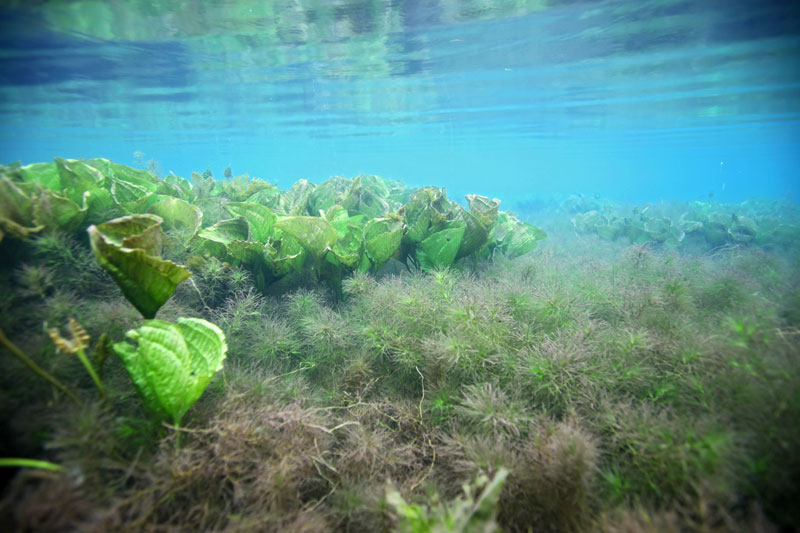 Aquarium sous-marin algues et poissons, équipement d'aquariums de