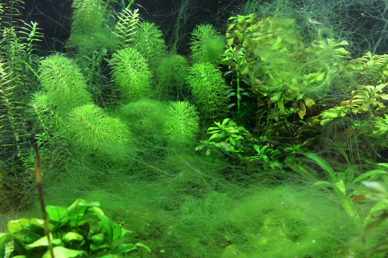 Blue green outlet algae aquarium