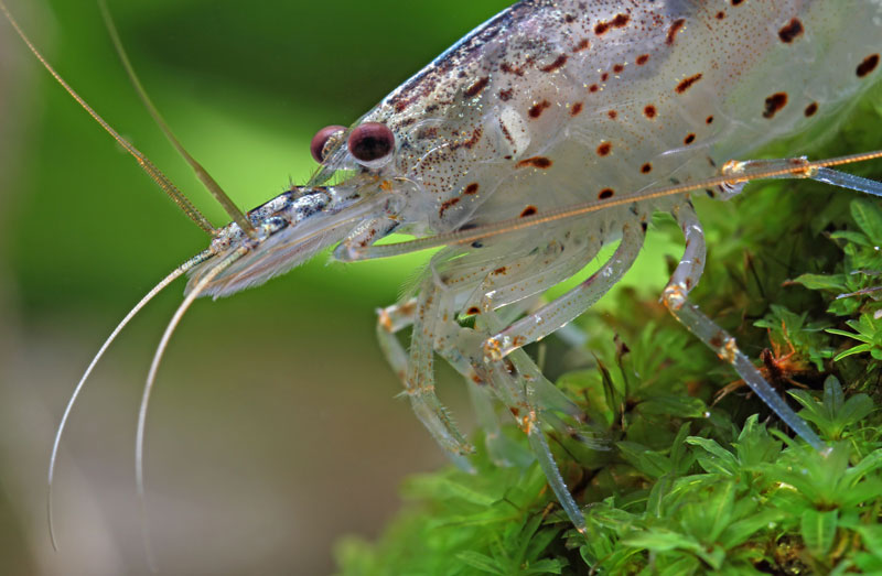 C Multidentata Web