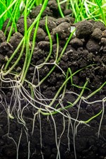 Dennerle Plants Soil Detail