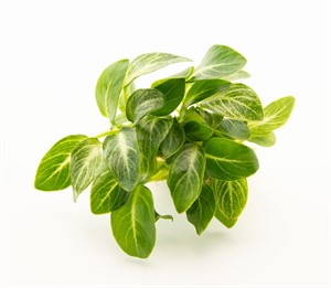 Anubias Stardust 3